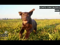 Alfa Premium Dog Food Maintenance All Breeds