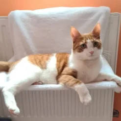 Amaca da radiatore per gatto Trixie