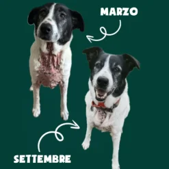 Arden Grange Hypoallergenic Sensitive Grain Free Dog Adult All breeds Pesce e patate