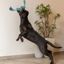 Corda in cotone per cani Cotonosso Maniglia Nodi PetUp