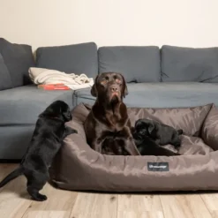 Cuccia per cani da interno Petit Sofà Dreamaway Boston Fabotex