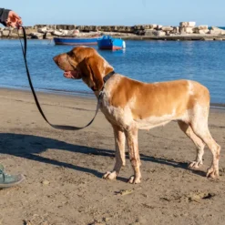 Guinzaglio in nylon Classic PetUp
