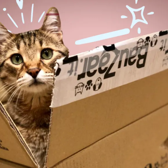 Kitten Bundle il necessario per gattini