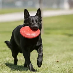 Kong Flyer Frisbee