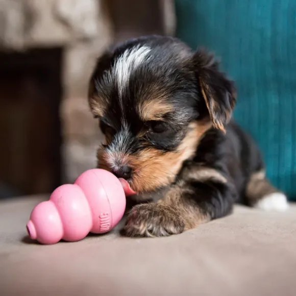 Kong Puppy