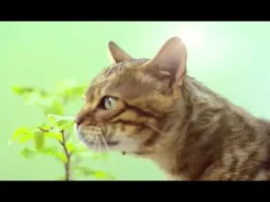 Lettiera Vegetale Cat's Best Original lettiera agglomerante e incapsulante