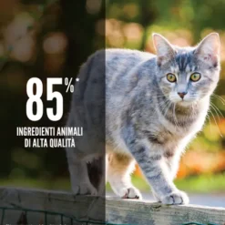 Orijen Original Cat Food