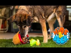 Peluche interattivo Hide&Seek per cani Croci
