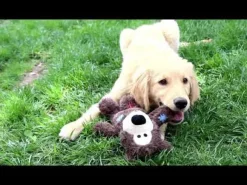 Peluche Kong Cozies Naturals
