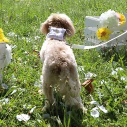 Pettorina ad H per cani con porta fedi da cerimonia Croci Ceremony