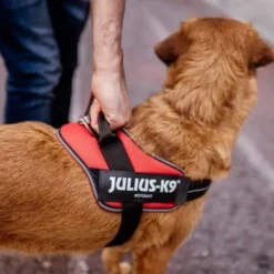 Pettorina IDC Powair harness Julius-K9