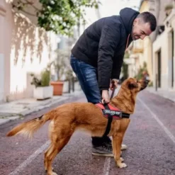 Pettorina IDC Powair harness Julius-K9