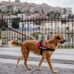 Pettorina IDC Powair harness Julius-K9