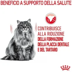 Royal Canin Dental Care Feline