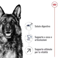 Royal Canin Maxi Adult 5+