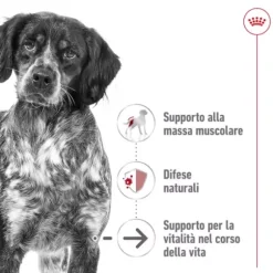 Royal Canin Medium Ageing 10+