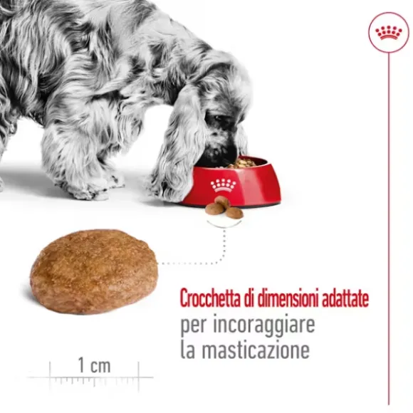 Royal Canin Medium Ageing 7+