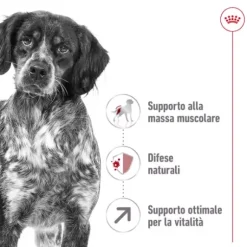 Royal Canin Medium Ageing 7+
