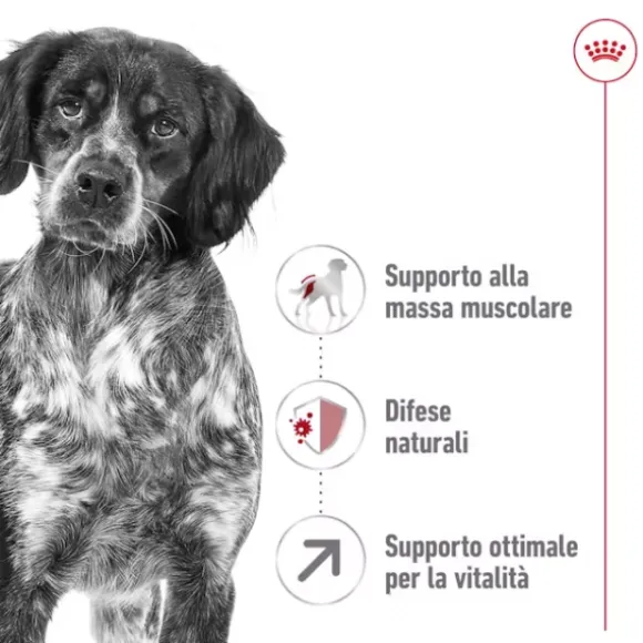 Royal Canin Medium Ageing 7+