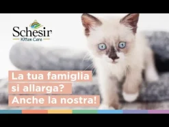 Schesir umido per gatti Kitten Care Crema in busta 150 gr