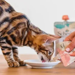 Schesir umido per gatti Kitten Care Crema in busta 150 gr