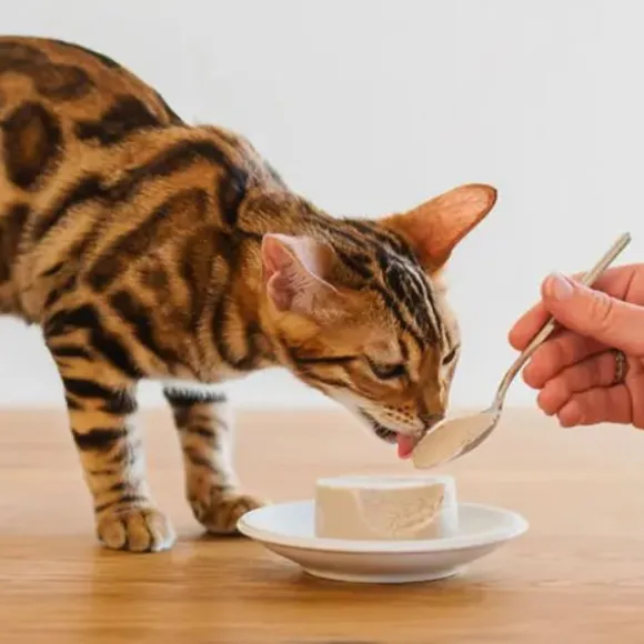 Schesir umido per gatti Kitten Care Mousse lattina 85 gr