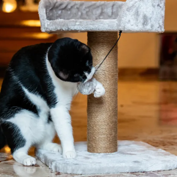 Tiragraffi per gatti Madrid PetUp