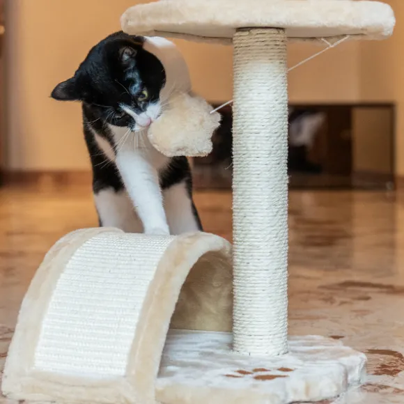 Tiragraffi per gatti Torino PetUp