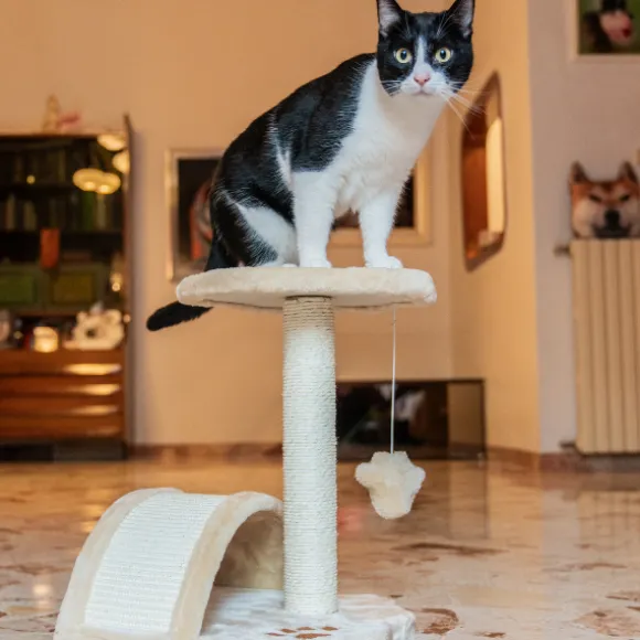Tiragraffi per gatti Torino PetUp
