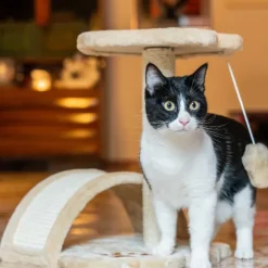 Tiragraffi per gatti Torino PetUp