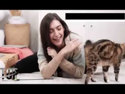 Top Gatto Meat Adult ricco di manzo