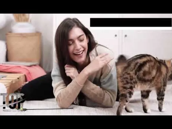 Top Gatto Meat Adult ricco di manzo